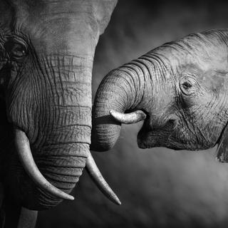 La trompe, un organe notamment du toucher chez l'éléphant.
JohanSwanepoel
Depositphotos [JohanSwanepoel]