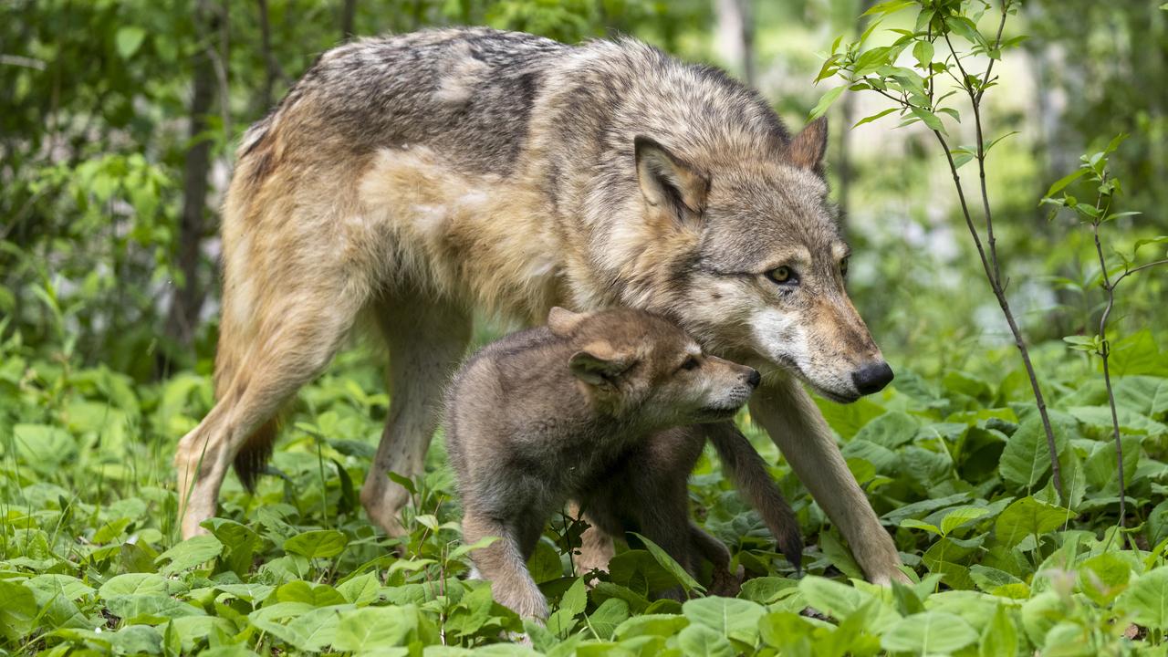 Le gouvernement Trump a choisi de retirer aux loups gris leur statut d'espèce protégée. [Biosphoto via AFP]