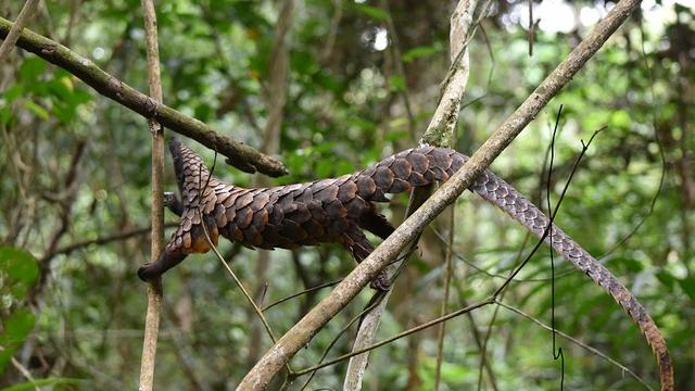 Une pangolin femelle adulte dans la forêt de Centrafrique. [Ndima]