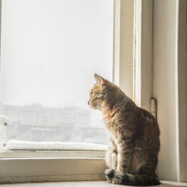 Comment gérer le confinement de son animal de compagnie? [Depositphotos - borjomi88]