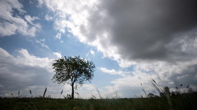 Un arbre solitaire (image d'illustration). [Keystone - DPA/Sina Schuldt]