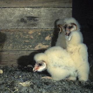 Chez la dame blanche, l’ainé d’une fratrie d’oisillons partage volontiers sa nourriture avec son petit frère ou sa petite sœur. 
imagebrokermicrostock
Depositphotos [imagebrokermicrostock]