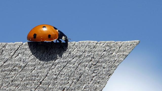 Certaines coccinelles sont déjà de sortie. [Keystone - AP Photo/Joerg Sarbach]