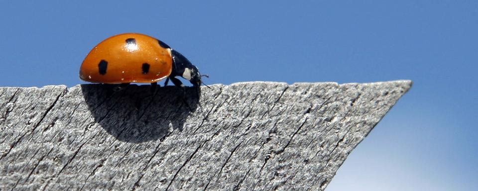 Certaines coccinelles sont déjà de sortie. [Keystone - AP Photo/Joerg Sarbach]