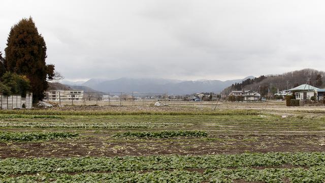 Une plantation d'épinards contaminée en 2011 dans la préfecture de Fukushima.
Ken SHIMIZU
AFP [Ken SHIMIZU]