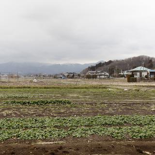 Une plantation d'épinards contaminée en 2011 dans la préfecture de Fukushima.
Ken SHIMIZU
AFP [Ken SHIMIZU]