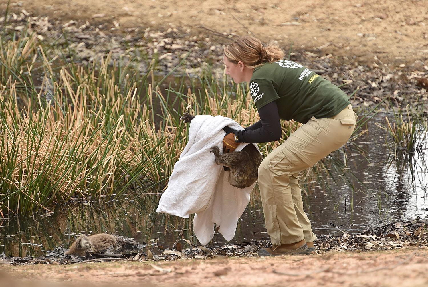 Une femme sauve un koala suite aux incendies en Australie. [AFP - Peter Parks]