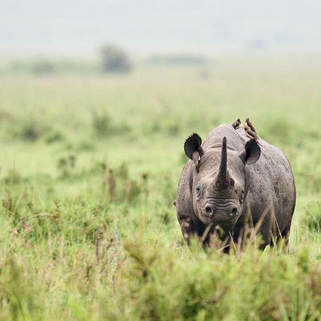 En 1990, les rhinocéros noirs d’Afrique n'étaient plus que 2400. Leur population a plus que doublé aujourd'hui. [Only France via AFP]