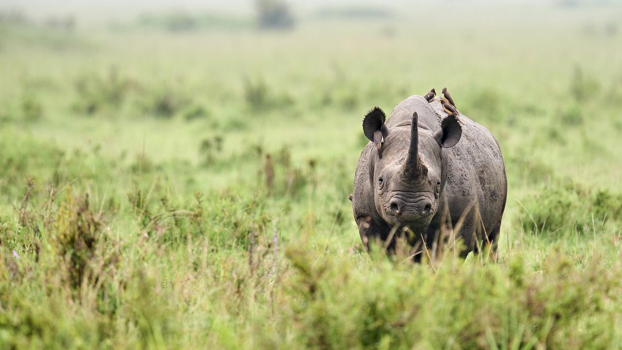 En 1990, les rhinocéros noirs d’Afrique n'étaient plus que 2400. Leur population a plus que doublé aujourd'hui. [Only France via AFP]