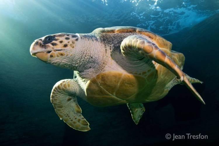 Yoshi est une tortue de mer Caouanne (Caretta caretta en latin) qui a parcouru 37'000 kilomètres en 26 mois pour passer de l'Afrique à l'Australie. [Two Oceans Aquarium - Jean Tresfon]