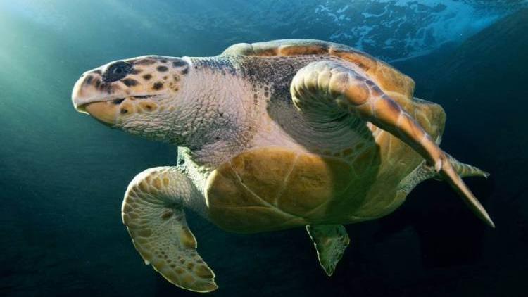Yoshi est une tortue de mer Caouanne (Caretta caretta en latin) qui a parcouru 37'000 kilomètres en 26 mois pour passer de l'Afrique à l'Australie. [Two Oceans Aquarium - Jean Tresfon]