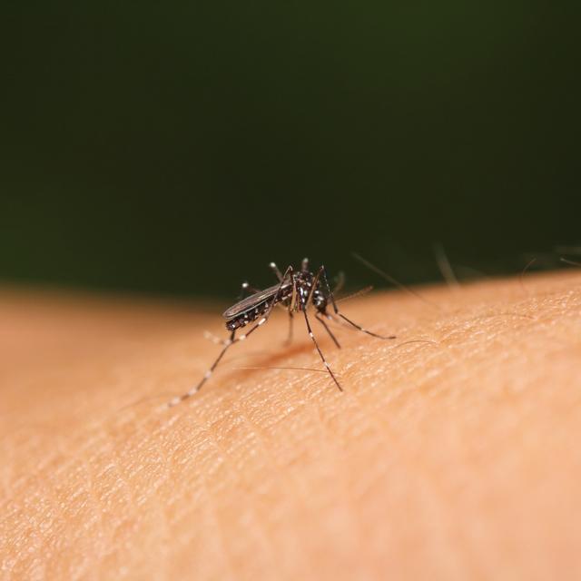 Différents facteurs peuvent expliquer pourquoi les moustiques piquent certaines personnes plus que d'autres: le groupe sanguin, le rejet de CO2 ou l'odeur corporelle. [Depositphotos - sarawuth123]