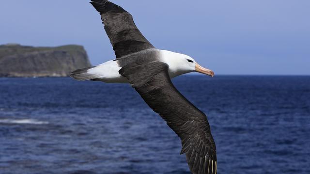 Des albatros équipés de balises pour détecter les pêcheurs illégaux. [AFP - Sylvain Cordier]