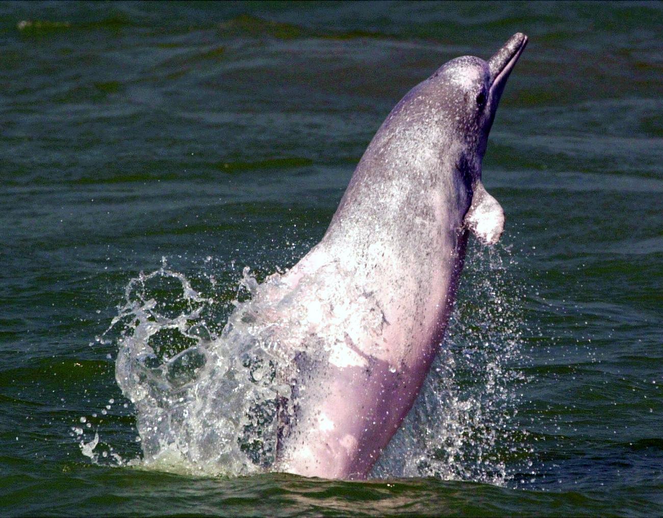 Selon le WWF, il ne subsiste qu'environ 2000 dauphins roses dans les eaux situées entre Hong Kong et Macao. [keystone - Vincent Yu]