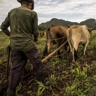 Un agriculteur cubain dans la vallée de Vinales. [AFP - Martin Bertrand / Hans Lucas]