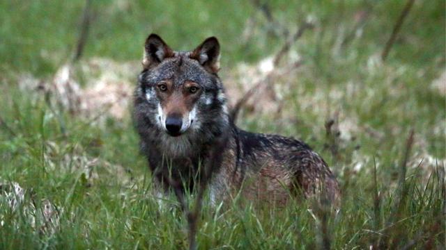 Le Conseil fédéral voit d'un bon oeil le tir préventif du loup. [Keystone - Marco Schmidt]