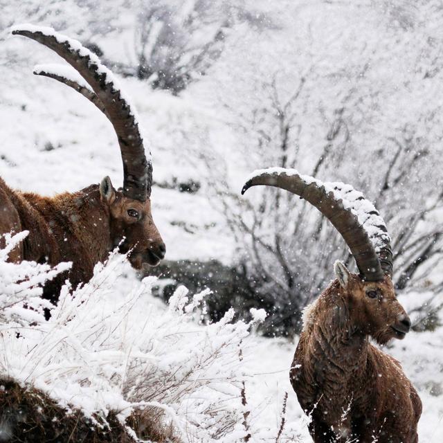 Deux bouquetins des Alpes... alpine ibex, de leur nom latin.