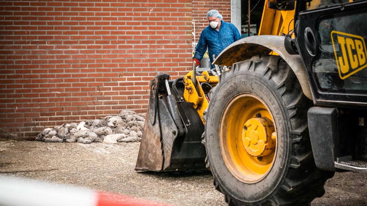 De nombreux élevages de visons ont été fermés aux Pays-Bas depuis le début de la pandémie. [EPA/Keystone - Rob Engelaar]