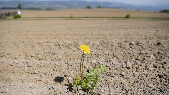 Un champ sec dans le village de Geltwil dans le canton d'Argovie (23.04.2020) [KEYSTONE - Urs Flueeler]