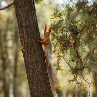 Ecureuil dans les bois [Depositphotos - YuriiRakovskyi]