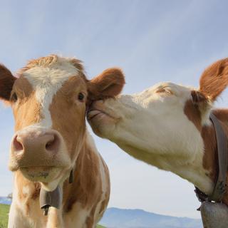 Le bien-être des animaux de rente. [Depositphotos - conceptualmotion]