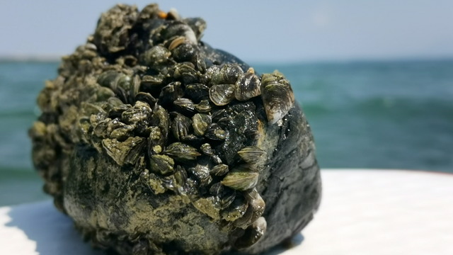 La moule Quagga envahit la Suisse. [CIPEL - DR]