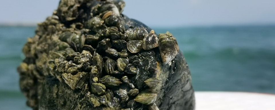 La moule Quagga envahit la Suisse. [CIPEL - DR]