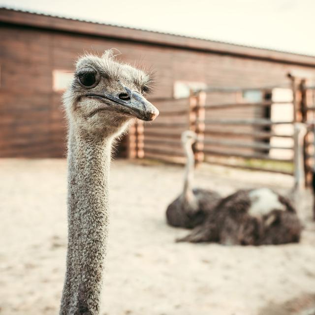 Émission "Tribu": le mal-être des animaux (1/5). [Depositphotos - EdZbarzhyvetsky]