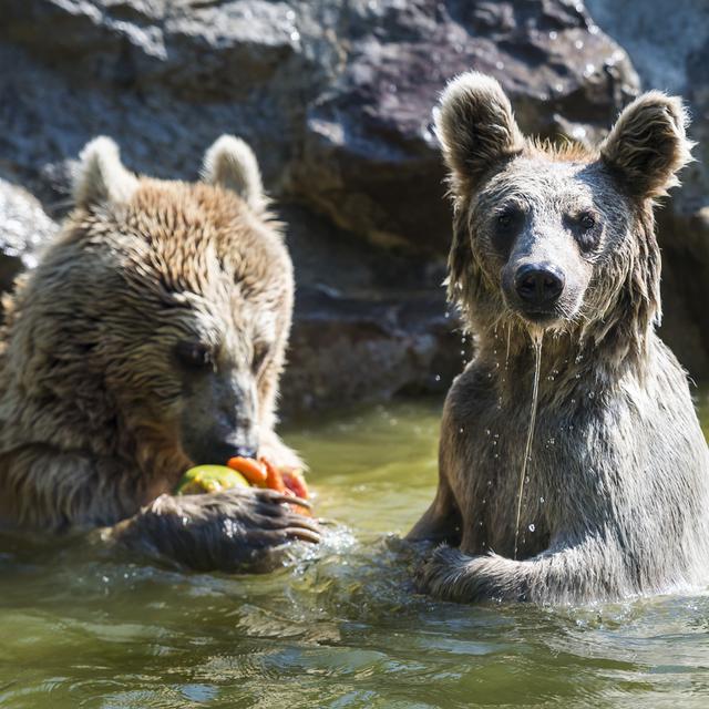 Des ours bruns du zoo de Servion [Keystone - Jean-Christophe Bott]
