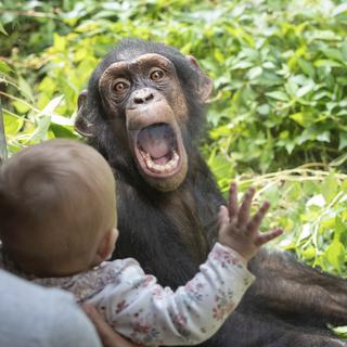 Mardi 1er septembre: un chimpanzé du zoo d'Osnabrück, en Allemagne, montre les dents aux visiteurs. [Keystone/dpa via AP - Friso Gentsch]