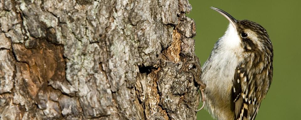 Le grimpereau des jardins. [AFP - ©NEVEU P./HorizonFeatures/Leemage]