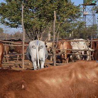 Des chercheurs ont eu l’idée de peindre des yeux sur les fesses des vaches pour diminuer les attaques de prédateurs. [Ben Yexley]