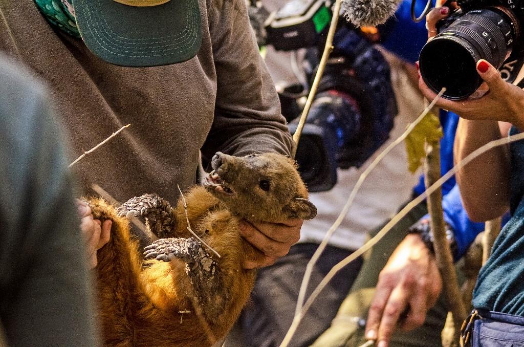 Un biologiste prodigue des soins à un raton laveur blessé, rescapé des incendies qui font rage dans la forêt tropicale du Pantanal au Brésil, le 26 août 2020. [AFP - Joao Paulo Guimaraes]