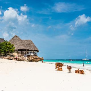 Vue d'une plage à Zanzibar. [Depositphotos - GekaSkr]