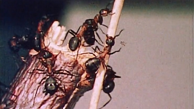 Une immense colonie de fourmis. [RTS]