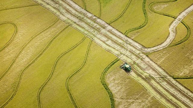 Un champ de riz aux Etats-Unis. [Keystone/AP - Danny Johnston]