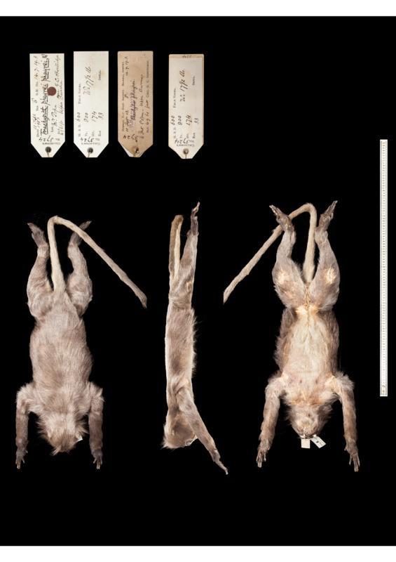 L'analyse ADN d'un spécimen collecté pour le Muséum d'histoire naturelle de Londres il y a plus de 100 ans a permis la description de cette nouvelle espèce, le Popa langur (Trachypithecus popa). [Courtesy of the Trustees of the Natural History Museum, London - DR]