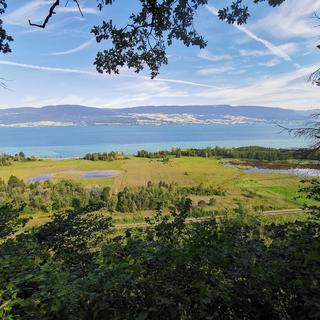 La Grande Cariçaie est une réserve naturelle lacustre qui se trouve sur la rive sud du lac de Neuchâtel.
Jérôme Zimmermann 
RTS [Jérôme Zimmermann]