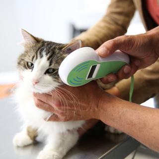 Examen vétérinaire d'un chat. [Depositphotos - Goodluz]