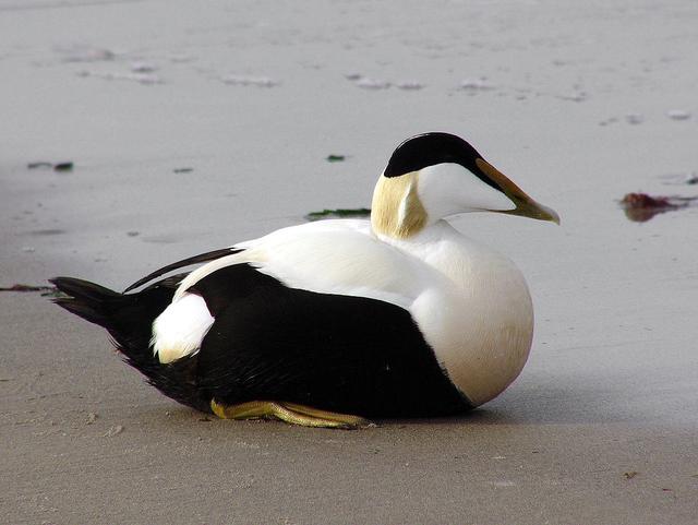 Un mâle eider à duvet. [CC BY-SA 2.5 - Andreas Trepte]