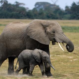 Boom des naissances d'éléphants au Kenya. [EPA/Keystone - Daniel Irungu]