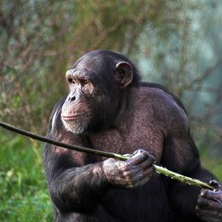 Certains grands singes fabriquent et utilisent des outils.
Clivia
Depositphotos [Clivia]