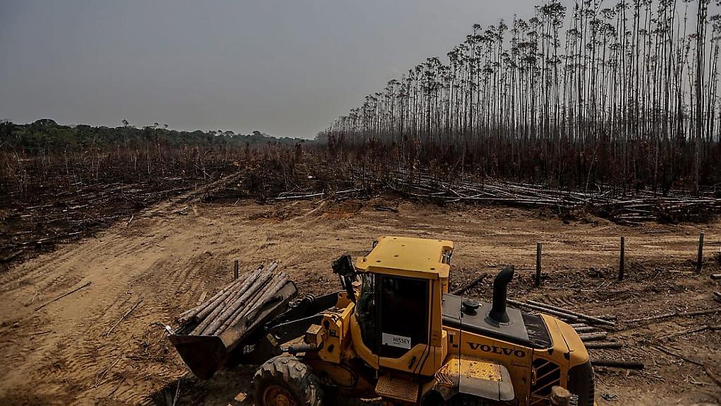 Une plantation d'eucalyptus en Amazonie, plantée sur un terrain arraché à la forêt tropical, le 25 août 2019. [AFP - Gabriela Bilo]