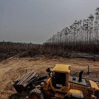 Une plantation d'eucalyptus en Amazonie, plantée sur un terrain arraché à la forêt tropical, le 25 août 2019. [AFP - Gabriela Bilo]
