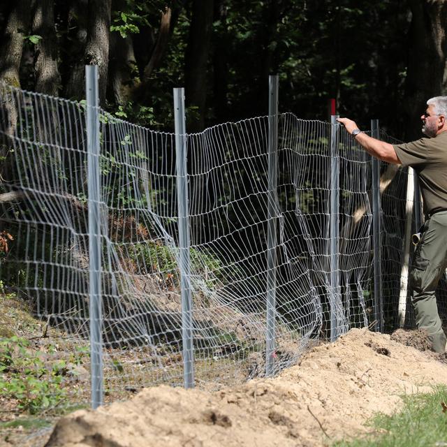 L'Allemagne prend des mesures pour éviter des cas de peste porcine sur son territoire [Keystone/DPA - Bernd Wüstneck]