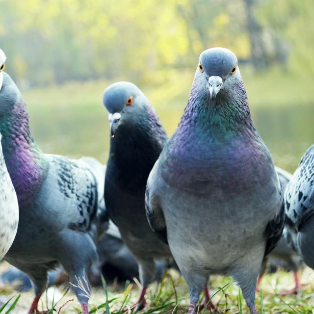 La colombophilie, la passion des pigeons voyageurs. [Depositphotos - odenis83]