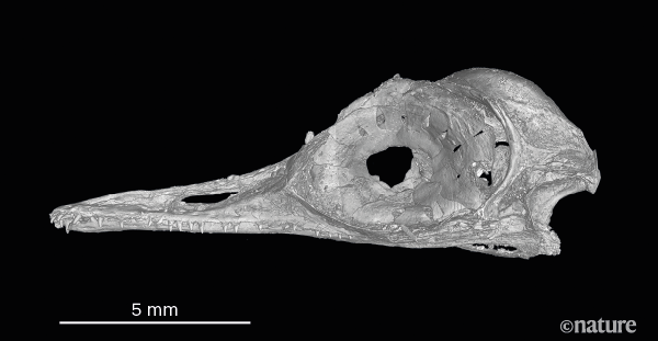 Grâce à la tomographie, les chercheurs ont mis en évidence la mâchoire remplie de dents pointues – une centaine au total. [China University of Geosciences/AFP - XING Lida]