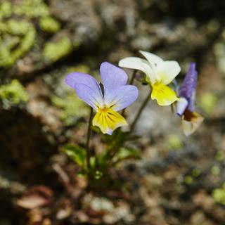 Pensées sauvages (Viola tricolore). [Depositphotos - Xalanx]