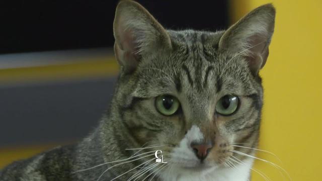 L'association les Chats du Robinson oeuvrent bénévolement pour stériliser et soigner les chats errants.