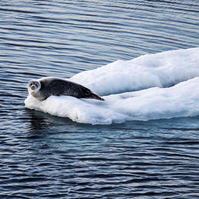 La nouvelle étude montre que le rythme de la hausse des températures dans l'Arctique est plus soutenu. [AP/Keystone - David Goldman]